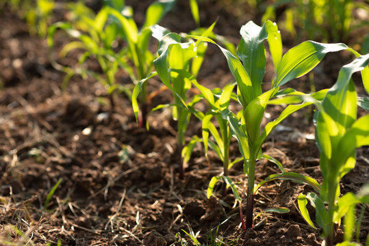 Corn fields in the morning at sunrise
