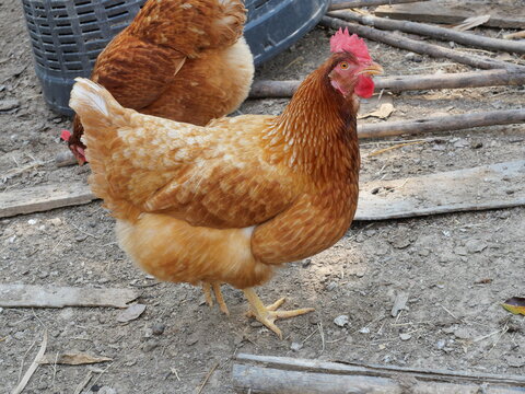 ISA Brown hen walking in farm, Reddish brown and red color of chicken feathers