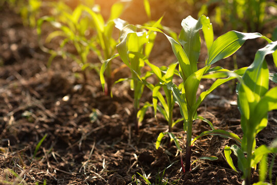 Corn fields in the morning at sunrise