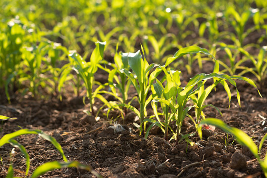 Corn fields in the morning at sunrise