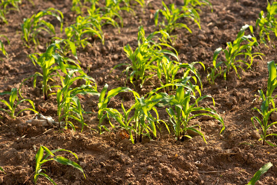 Corn fields in the morning at sunrise