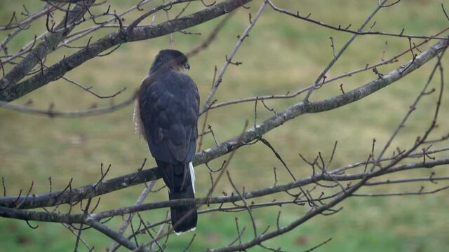 A sharp-shinned hawk (Accipiter striatus) perched in a tree, bobs his head, looking for prey.