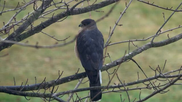 A sharp-shinned hawk (Accipiter striatus) looks to his left and behind demonstrating a raptors ability to swivel his head through 360&deg;.
