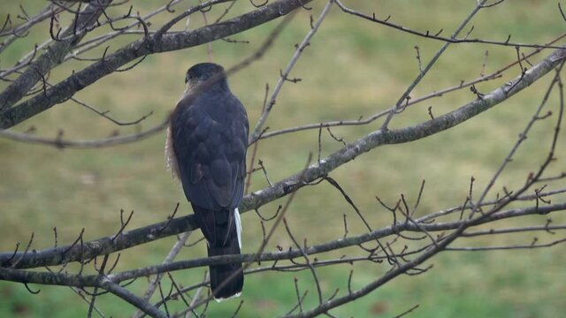 A sharp-shinned hawk (Accipiter striatus) perched in a tree looks left and right.