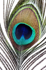 Obraz premium peacock feather closeup. macro