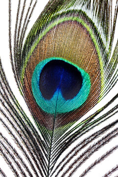 peacock feather closeup. macro