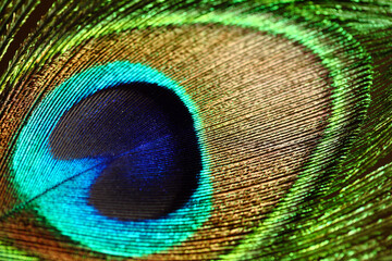 Obraz premium peacock feather closeup. macro