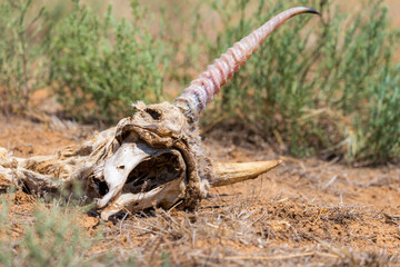 Saiga antelope or Saiga tatarica skull, corpse, dead body in desert