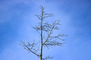 Leafless tree in the sky