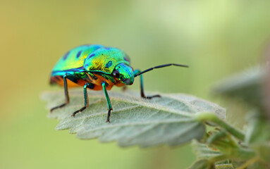 Green beetle on plant leaf taken with macro lens.