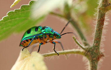 Green beetle on plant leaf taken with macro lens.