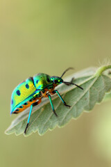 Green beetle on plant leaf taken with macro lens.
