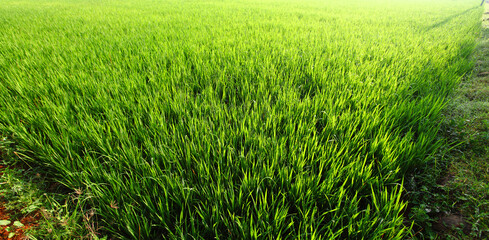 green grass field
