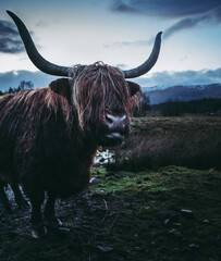 Highland COO