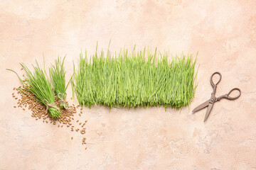 Fresh wheatgrass, seeds and scissors on color background