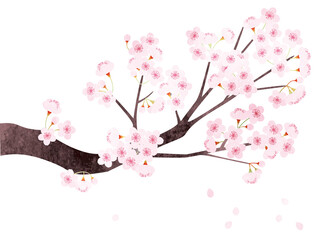 Obraz na płótnie Canvas 水彩風 桜の枝のアップ