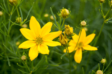 yellow flowers in the grass in the garden in spring