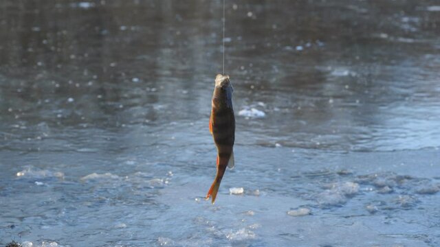 A perch hangs on a hook above an ice hole. Winter ice fishing