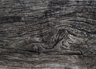 texture of a wet old tree