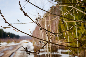 Willow branch on the background of a blurred landscape in early spring