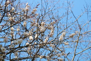 春の訪れ　梅の花　白梅　風景　春