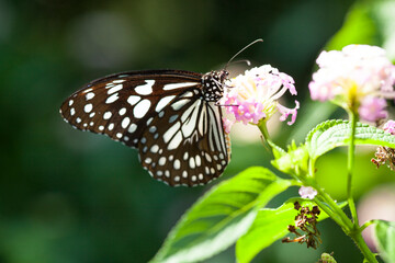 butterfly on flower