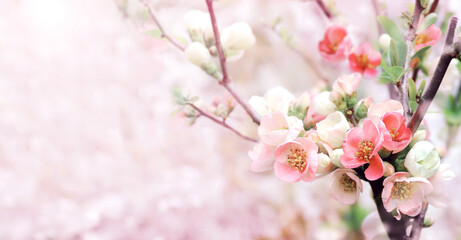 Fototapeta premium Horizontal spring banner with Japanese Quince flowers