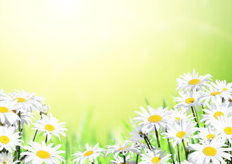 Sunny summer background with Chamomile flowers
