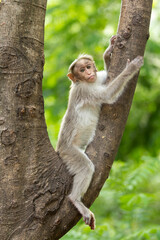 Indian monkey on tree in Forrest.