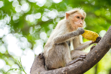 Monkey eating fruit on the tree