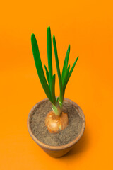 Young green onions grow in a flower pot on a yellow background. fresh shoots of green onions are grown at home.