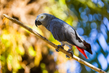 Gray African Parrot in Bali Island Indonesia © Nikolai Sorokin