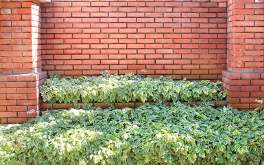 Fence of bricks with decorative border with Cornus alba bushes