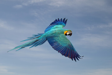 Macaw parrot fly in dark green vegetation. Scarlet Macaw, Ara macao, in tropical forest. on sky background.