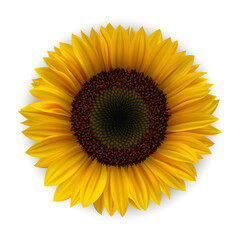 Fototapeta premium Realistic Detailed 3d Yellow Sunflower. Vector