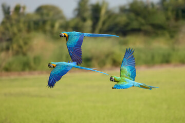 Macaw parrot fly in dark green vegetation. Scarlet Macaw, Ara macao, in tropical forest	