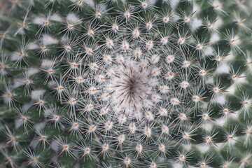 Cultivation of cactus in a greenhouse