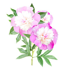 Branch of peony with pink flower