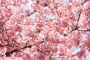 Fototapety  Gałąź kwitnącej sakury z różowymi kwiatami