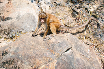 A monkey playing on a mountain stone.