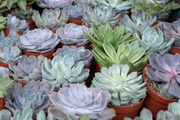 Exotic potted plants succulent echeveria, sale of indoor plants echeveria cacti