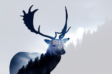 Red deer and the forest