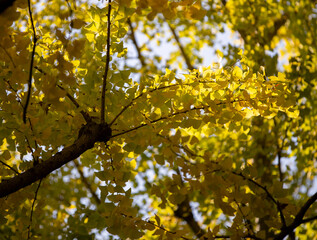 yellow leaves on a tree