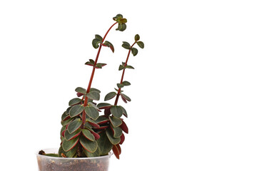 Peperomia houseplant showing signs of etiolation with long stems with small leaves because of not...