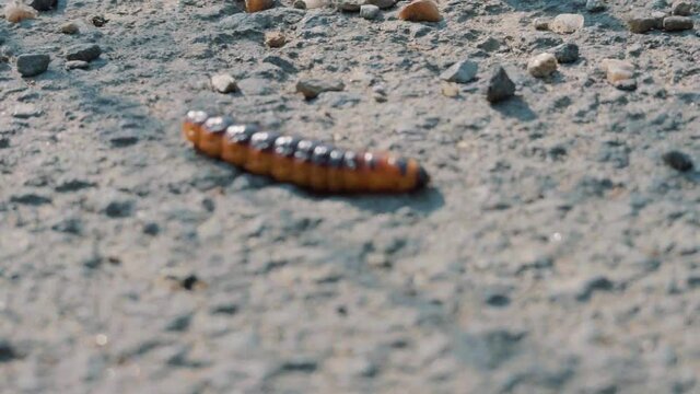 Close up of Large Goat Moth ( Cossus cossus) larvae slowly crawling forward on bare ground, pull focus.