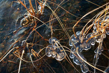 plants with ice collars in freezing lake