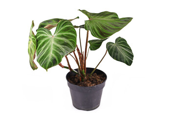Side view of tropical 'Philodendron Verrucosum' houseplant with dark green veined velvety leaves in flower pot isolated on white background