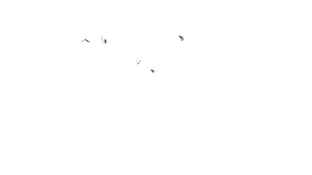 White doves flying on white background with alpha matte. 3D rendering group of birds flying on white background.