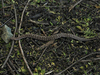 静岡県･マムシ