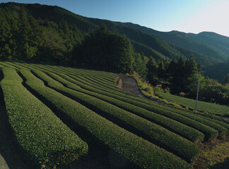 静岡県･茶畑